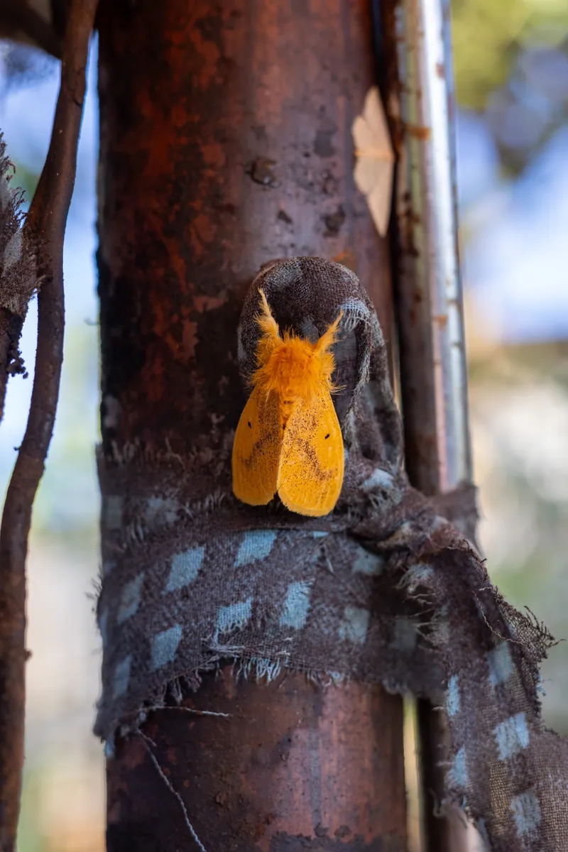 Three moths perched around the house one morning