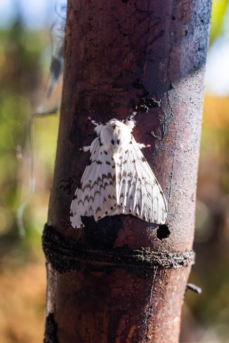 Three moths perched around the house one morning