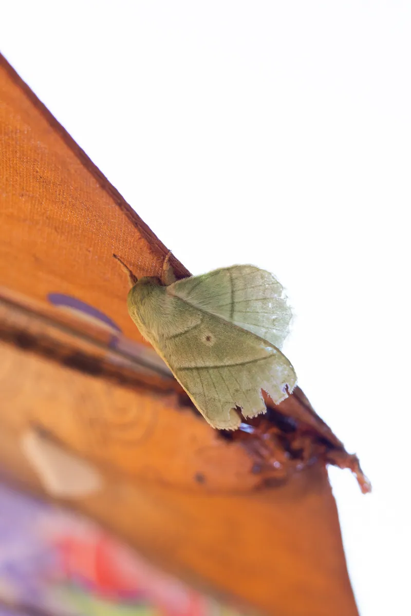 Three moths perched around the house one morning