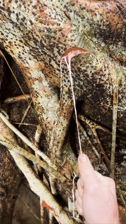 visualisation of the elastic properties of the aptly named: Ficus Elastica